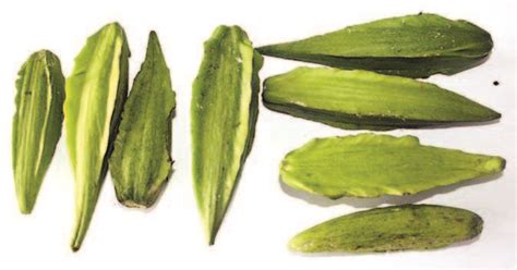 sabidukong plant in tagalog|Kapas.
